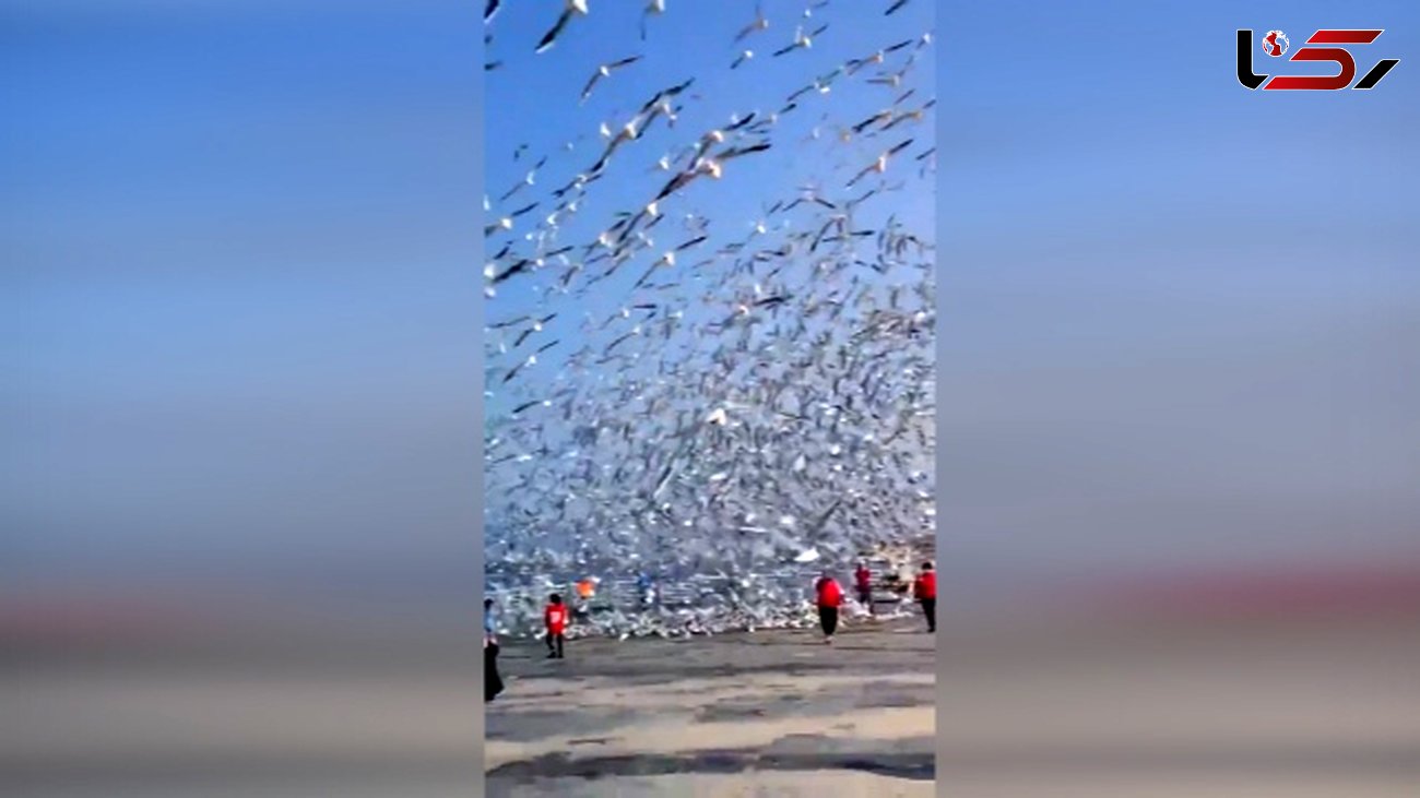 فیلم / هجوم حیرت انگیز مرغ‌های دریایی به یک دریاچه