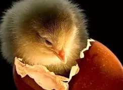 بهترین عکس‌ های سال 2025 از نگاه نشنال جئوگرافیک