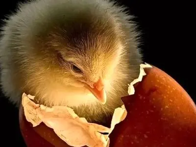 بهترین عکس‌ های سال 2025 از نگاه نشنال جئوگرافیک