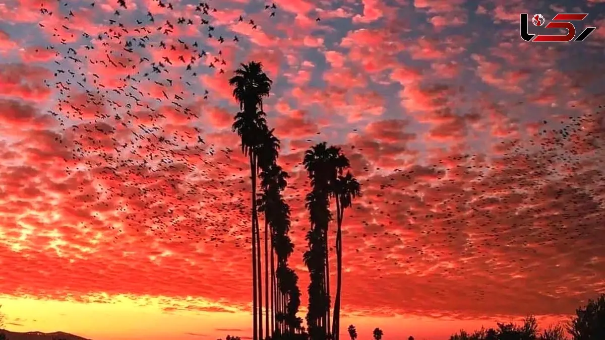 تفسیر فال حافظ امروز 5 اردیبهشت 1405