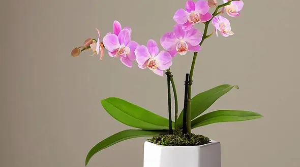 10 گیاه خوش یمن را بشناسید + عکس