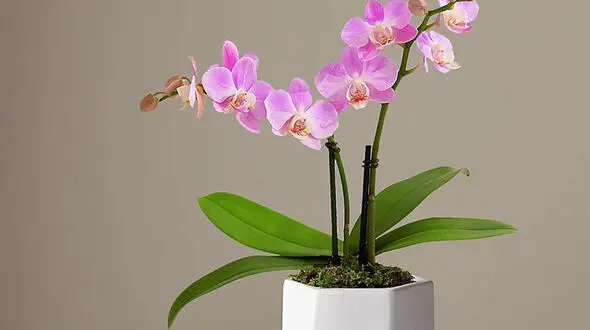 10 گیاه خوش یمن را بشناسید + عکس