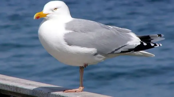 فیلم/ خنده‌های دو مرغ دریایی پس از هُل دادن دوست‌شان! 