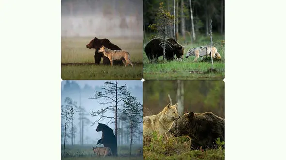 همزیستی مسالمت آمیز خرس و گرگ + عکس