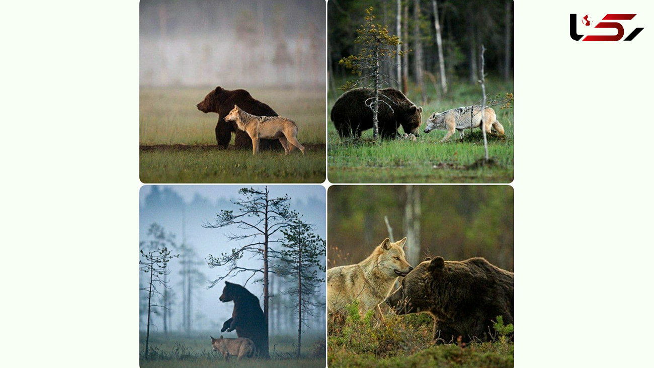 همزیستی مسالمت آمیز خرس و گرگ + عکس