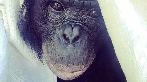 باهوش ترین میمون در سن 44 سالگی در گذشت + فیلم