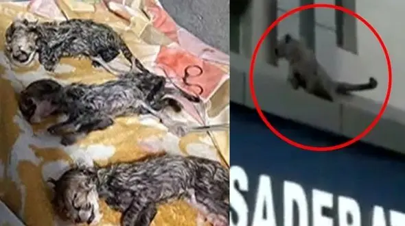 نقطه مشترک 2 ماجرای پلنگ قائمشهر و توله یوزپلنگ های "ایران" / یک دکتر! + صوت