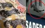 نقطه مشترک 2 ماجرای پلنگ قائمشهر و توله یوزپلنگ های "ایران" / یک دکتر! + صوت