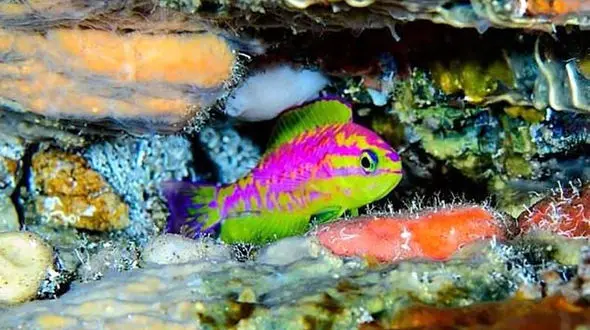 کشف گونه جدید ماهی با رنگ‌های نئونی + عکس
