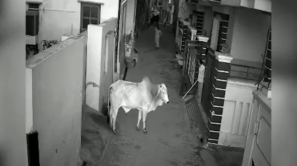 فیلم حمله خطرناک گاو به پیرزن در هندوستان