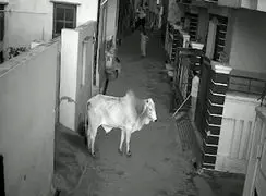 فیلم حمله خطرناک گاو به پیرزن در هندوستان