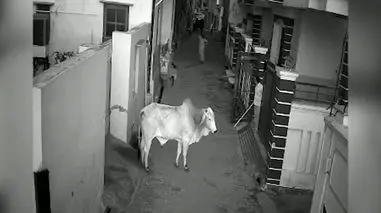 فیلم حمله خطرناک گاو به پیرزن در هندوستان