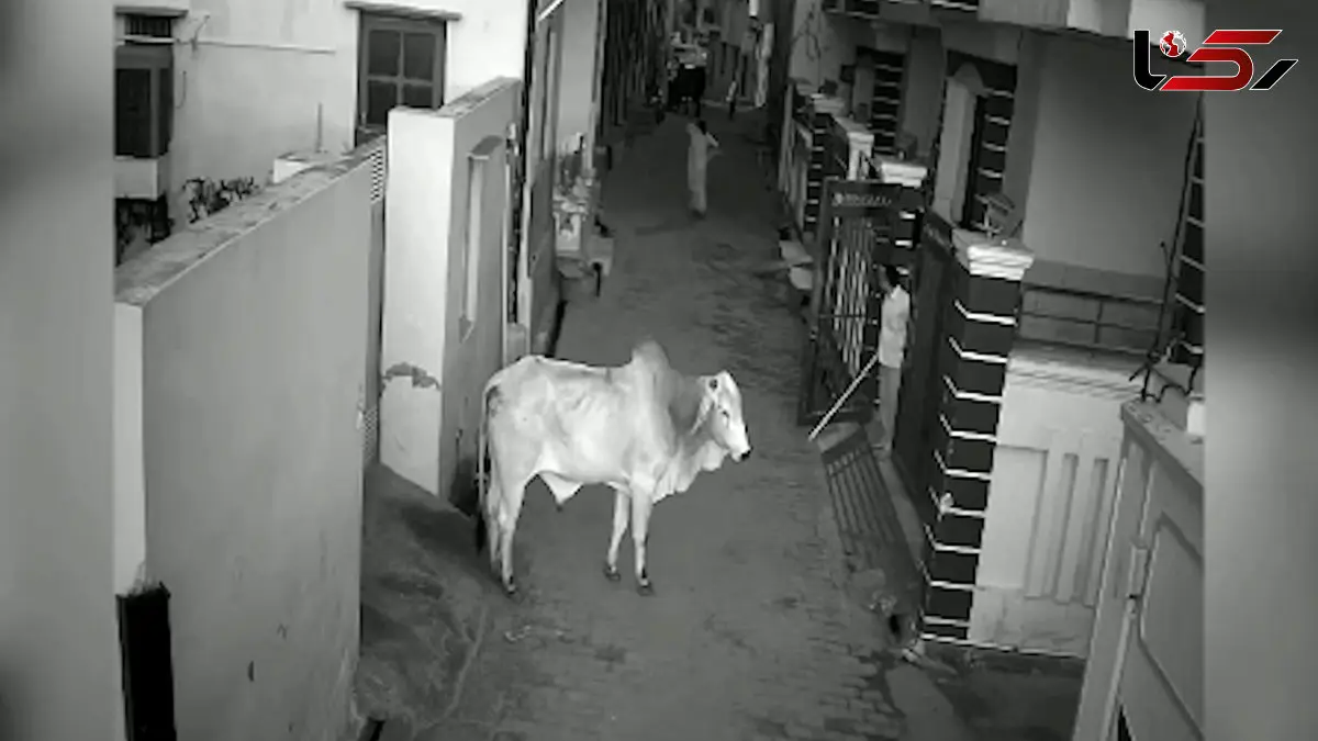 فیلم حمله خطرناک گاو به پیرزن در هندوستان