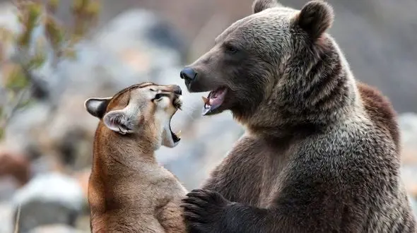 فیلم مستند حیات وحش/ نبرد هولناک شیر کوهی و خرس گریزلی در ارتفاعات