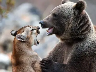 فیلم مستند حیات وحش/ نبرد هولناک شیر کوهی و خرس گریزلی در ارتفاعات