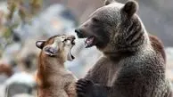 فیلم مستند حیات وحش/ نبرد هولناک شیر کوهی و خرس گریزلی در ارتفاعات