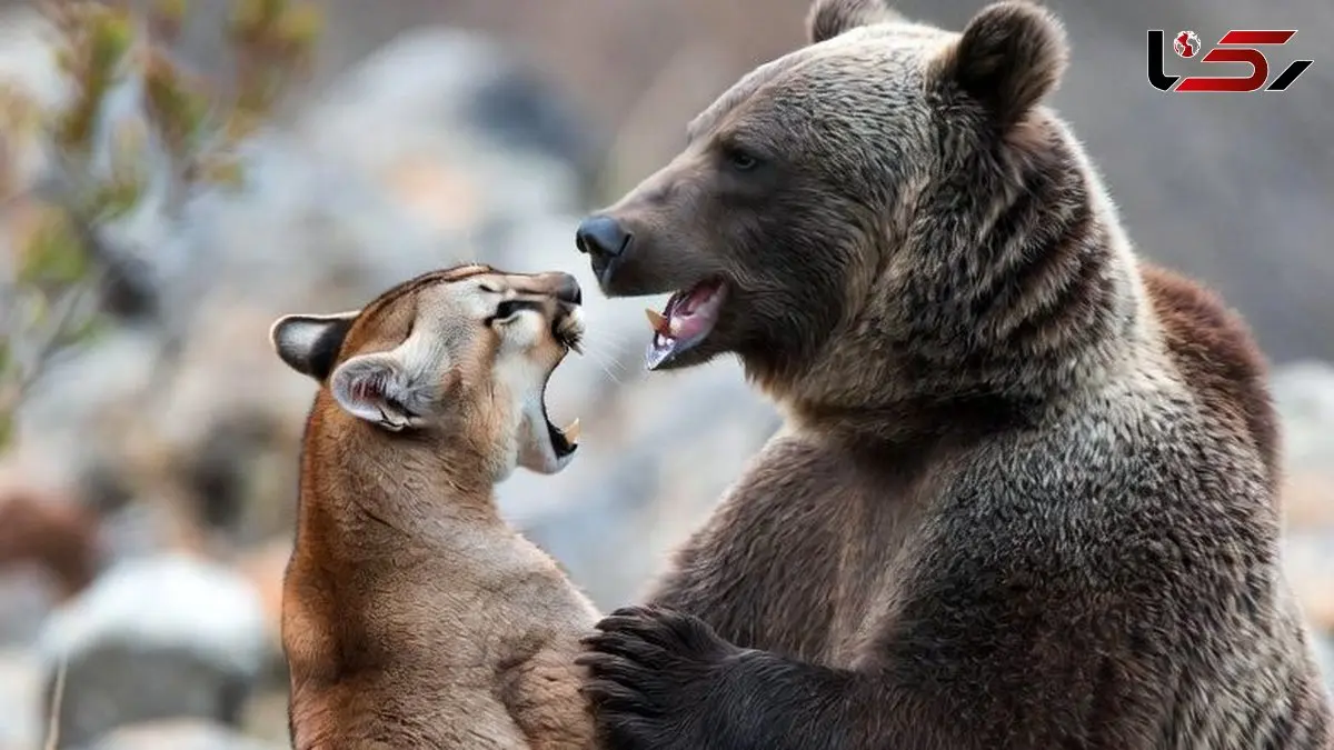 فیلم مستند حیات وحش/ نبرد هولناک شیر کوهی و خرس گریزلی در ارتفاعات
