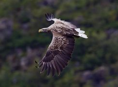 ابهت عقاب دم سفید که یکی از چهار نماینده بزرگ پرندگان شکاری است
