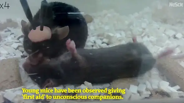 فیلم امدادرسانی موش ها به یکدیگر با احیای قلبی-ریوی