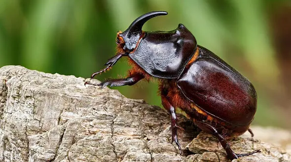 کشف جالب‌ ترین سوسک جهان؛ قوی‌ ترین موجود کوچک روی کره زمین + عکس