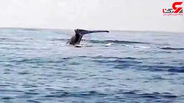 شیطنت نهنگ گوژپشت 36 تنی در اقیانوس + فیلم
