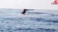 شیطنت نهنگ گوژپشت 36 تنی در اقیانوس + فیلم
