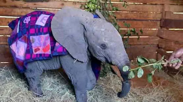 عمل موفقیت آمیز پیوند خرطوم بریده یک بچه فیل 