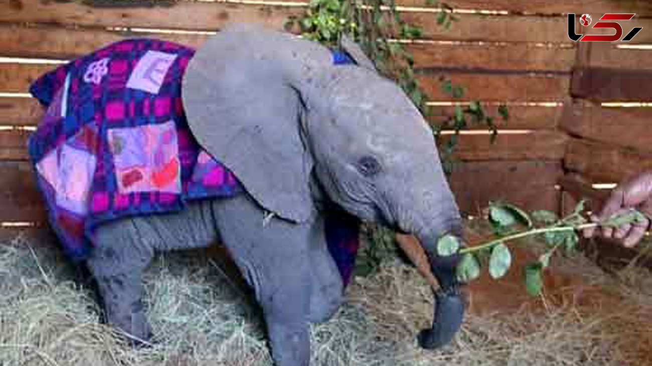 عمل موفقیت آمیز پیوند خرطوم بریده یک بچه فیل 