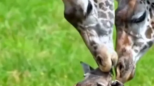 از مهربانی اردک با ماهی ها تا مهربانی پدر مادر زرافه با بچه تازه متولد شده