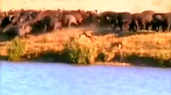فیلم دفاع بی امان بوفالوها از توله خود مقابل حمله شیرها