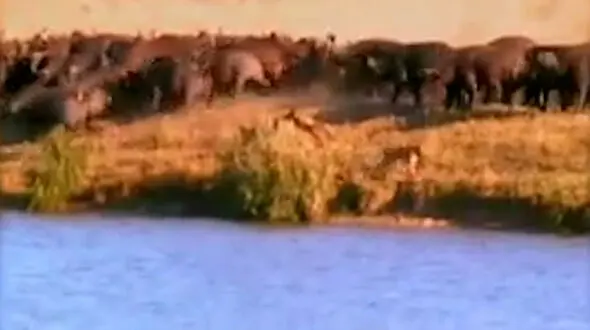 فیلم دفاع بی امان بوفالوها از توله خود مقابل حمله شیرها