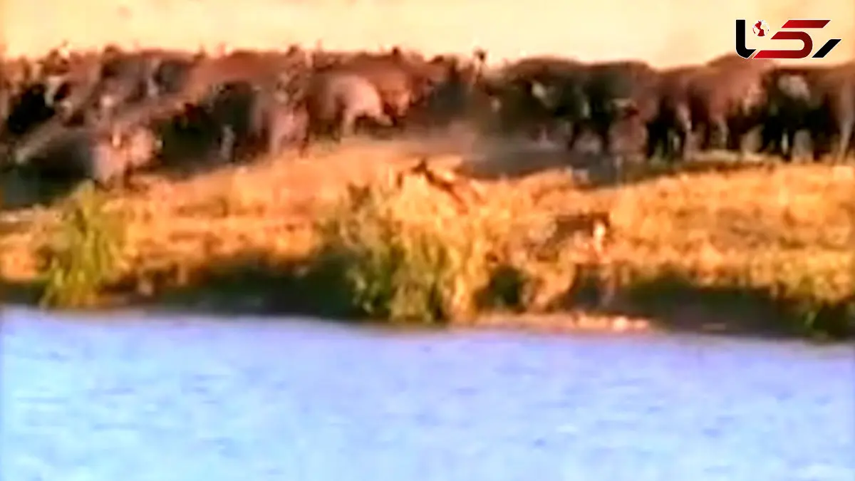 فیلم دفاع بی امان بوفالوها از توله خود مقابل حمله شیرها