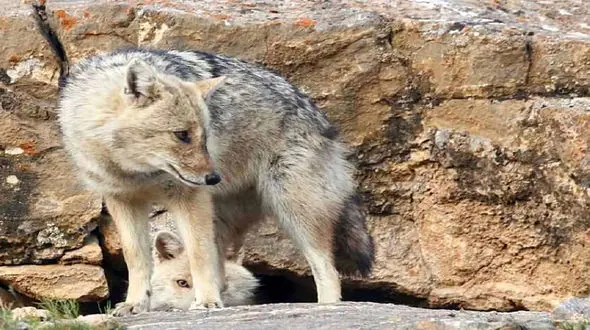 آماده باش برای زنده گیری گرگ وحشی در همدان+ فیلم