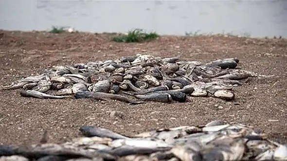 قوانین مدیریت منابع آب خوزستان اجازه رهاسازی آب در برکه های اطراف تالاب هورالعظیم را نمی دهد / تبخیر آب شدت گرفته است