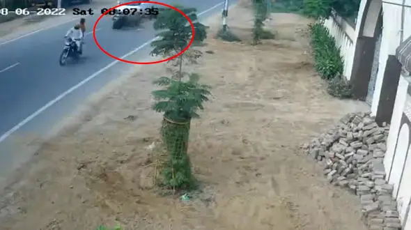 دعوای گاو ها به تصادف در بزرگراه رسید  + فیلم عجیب