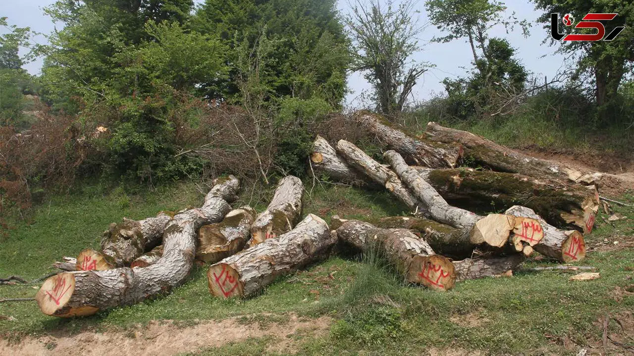 تکذیب قطع درختان باغ ۴۴ هکتاری «شازده»