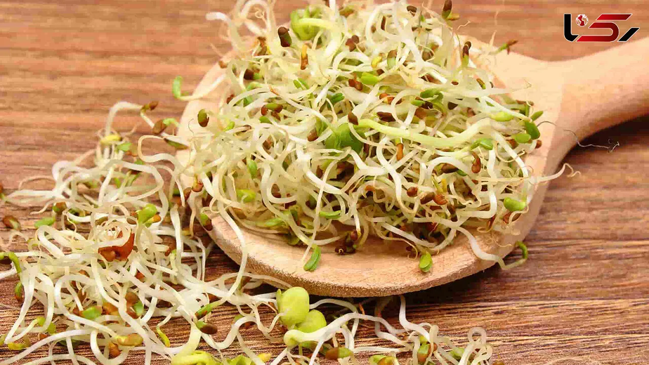 اثبات خواص افزایش طول عمر و ضد پیری جوانه گندم