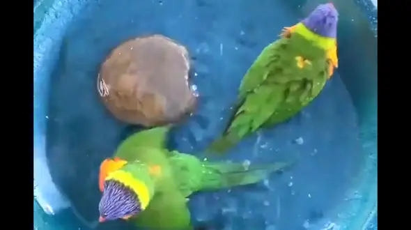 حمام کردن 2 طوطی + فیلم