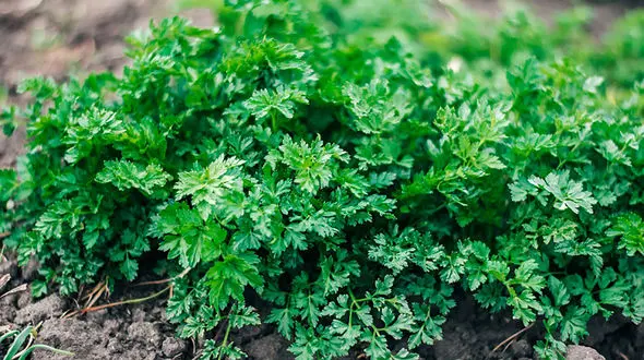 کنترل فشار خون با 10 گیاه و ادویه 