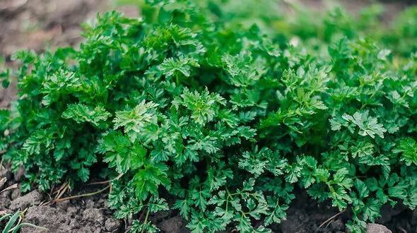کنترل فشار خون با 10 گیاه و ادویه 
