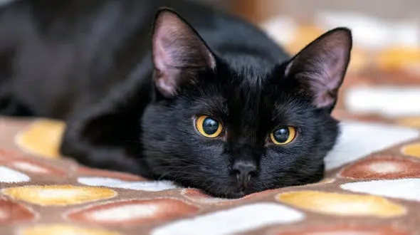 گربه‌ها شما را این شکلی می‌بینند 