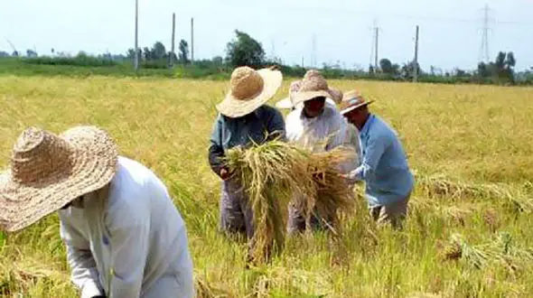 توصیه‌های هواشناسی کشاورزی برای 14 تا 18 مهر ماه