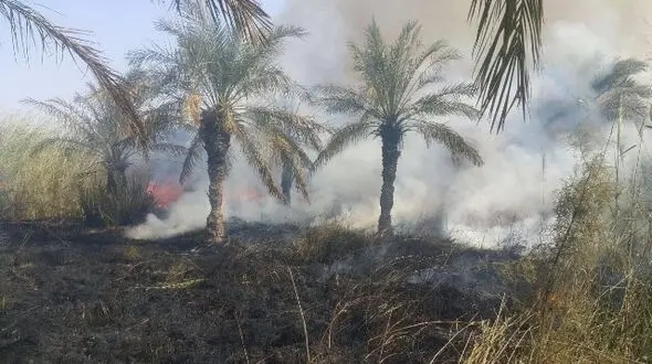 آتش سوزی دوباره نخلستان های چوئبده آبادان 