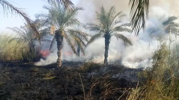 آتش سوزی دوباره نخلستان های چوئبده آبادان 