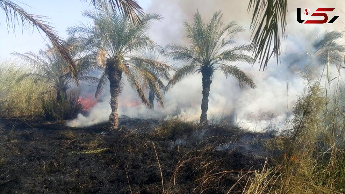 آتش سوزی دوباره نخلستان های چوئبده آبادان 