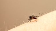  پیشگیری از نیش حشرات در فصل گرما