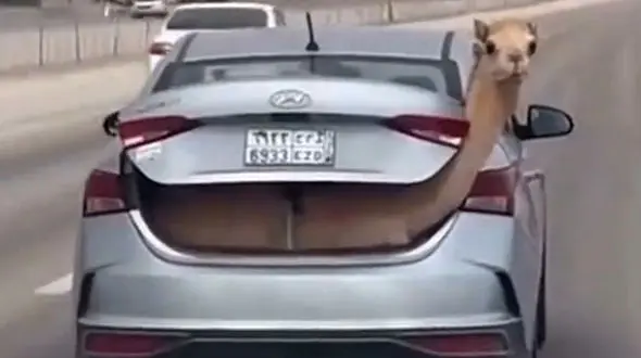 از خلاقیت و مهارت تا حمل شتر با خودروی شخصی