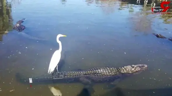 سواری گرفتن مرغ ماهی خوار از یک تمساح !+فیلم