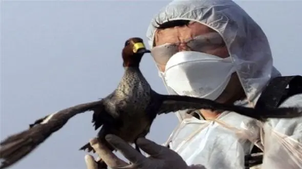 آنفولانزای فوق حاد پرندگان چیست؟ / علایم و روش های درمان آنفولانزای پرندگان 