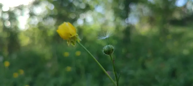قاصدک